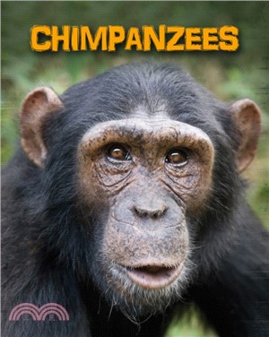 Chimpanzees /