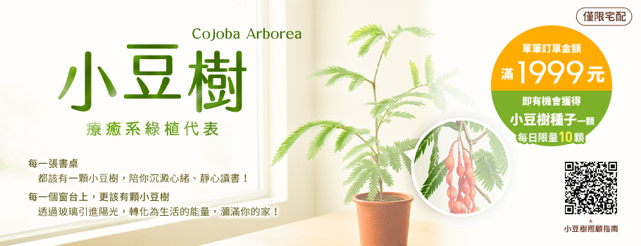 小豆樹種子活動