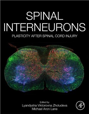 Spinal Interneurons：Plasticity after Spinal Cord Injury