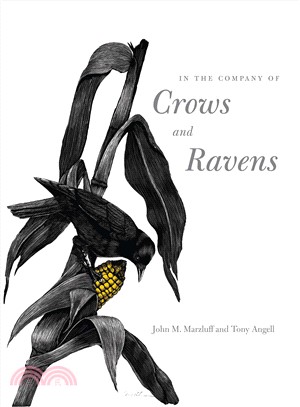 In the Company of Crows And Ravens