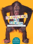 Orangutans are ticklish :fun facts from an animal photographer /