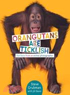 Orangutans Are Ticklish: Fun Facts from an Animal Photographer