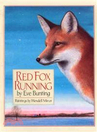 Red fox running /