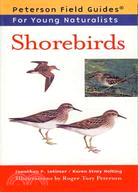 Shorebirds