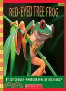 Red-eyed tree frog /