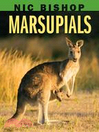 Marsupials