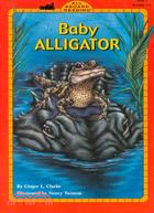 Baby Alligator