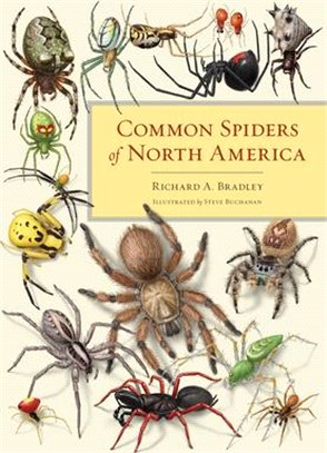 Common Spiders of North America