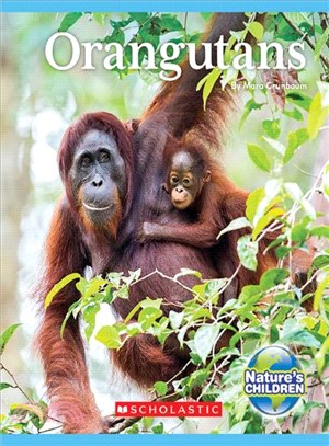 Orangutans