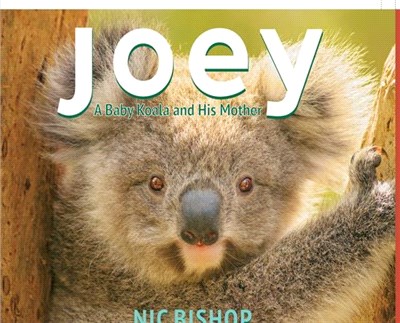 Joey ― A Baby Koala and His Mother