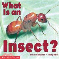 What Is an Insect