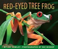 Red-eyed tree frog