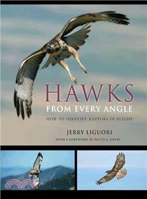 Hawks from Every Angle ─ How to Identify Raptors in Flight