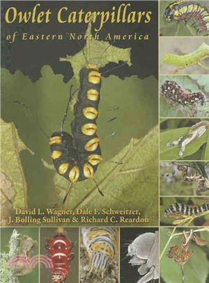 Owlet Caterpillars of Eastern North America