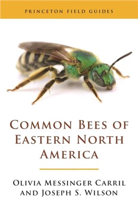 Common Bees of Eastern North America