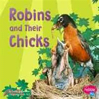 Robins and Their Chicks