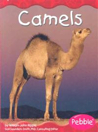 Camels