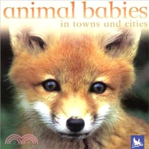 Animal Babies In Towns And Cities