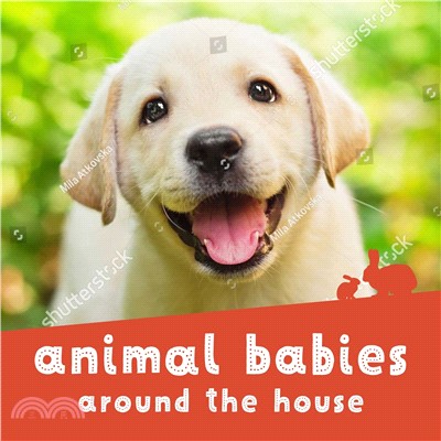 Animal Babies Around the House