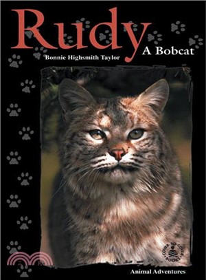 Rudy ― A Bobcat