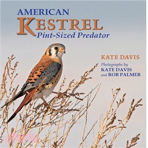 American Kestrel ─ Pint-Sized Predator