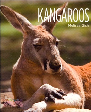 Kangaroos