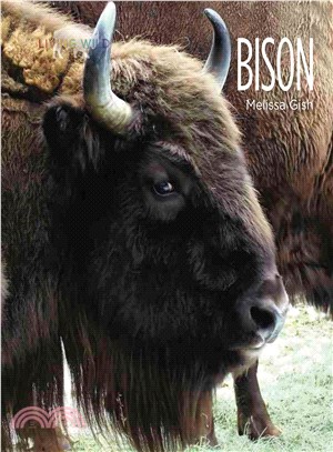 Bison
