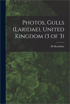Photos, Gulls (Laridae), United Kingdom (3 of 3)