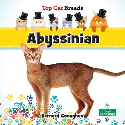 Abyssinian