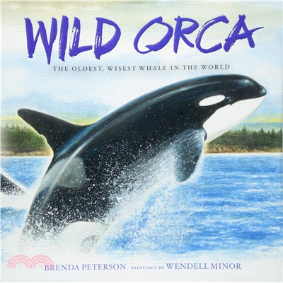 Wild orca :the oldest, wises...