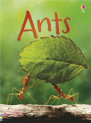 Beginners-Ants