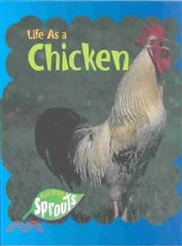 Life As a Chicken