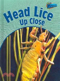 Head Lice Up Close