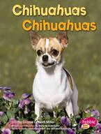 Chihuahuas/ Chihuahuas