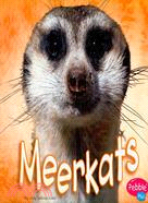 Meerkat