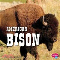 American Bison