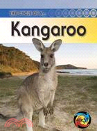 Life Cycle of a Kangaroo