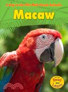 Macaw