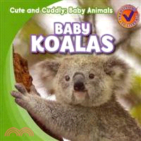 Baby Koalas