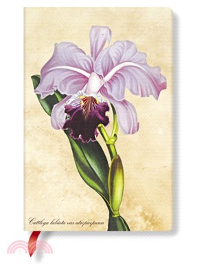 PAINTED BOTANICALS BRAZILIAN ORCHID MINI