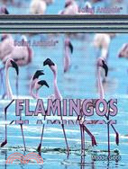 Flamingos