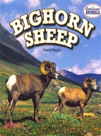 Bighorn Sheep