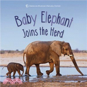 Baby elephant joins the herd...
