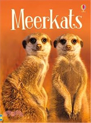 Beginners: Meerkats