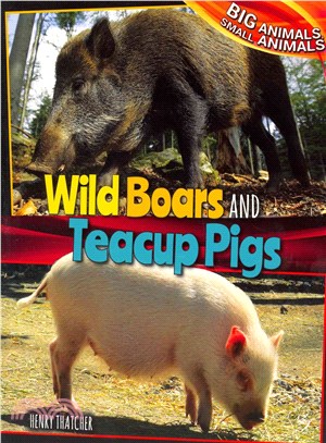 Wild Boars and Teacup Pigs