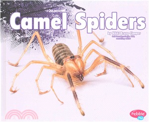 Camel Spiders