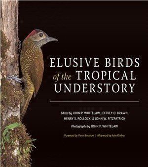 Elusive Birds of the Tropical Understory