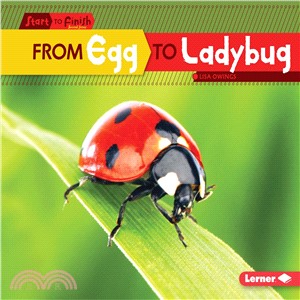 From egg to ladybug