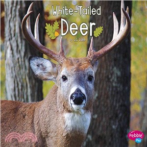 White-Tailed Deer