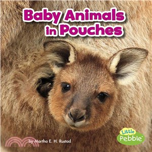 Baby Animals in Pouches